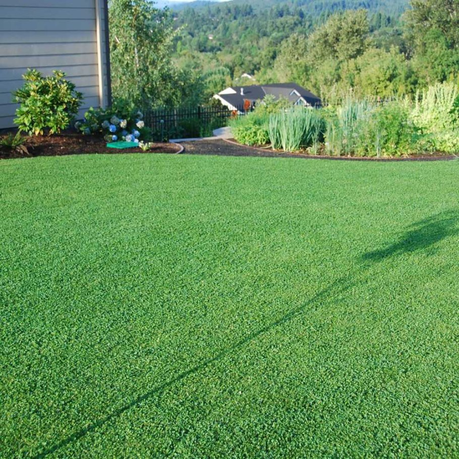 Микроклевер и белый Клевер