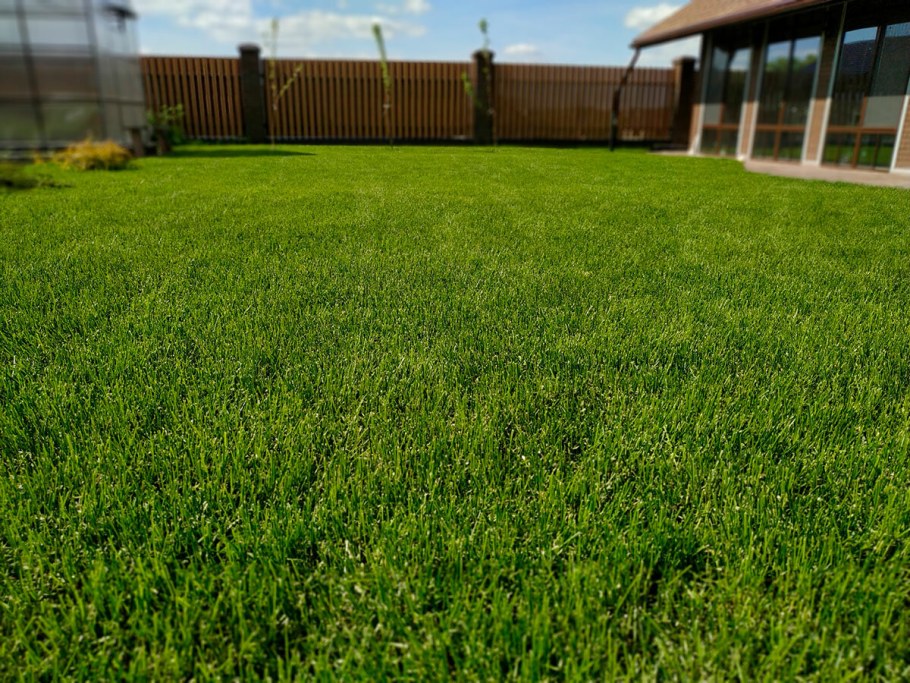 Специальный газон