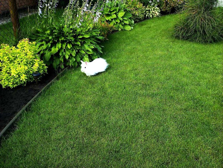 Трава Парковая газонная