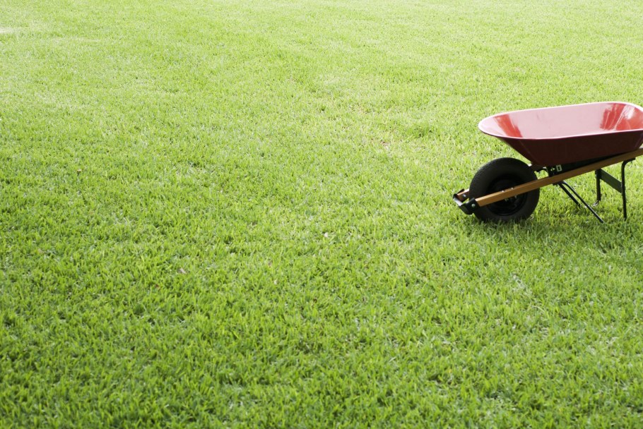 Трава для газона низкорослая