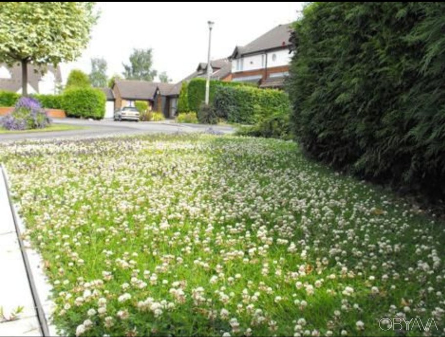 Газон Клевер белый ползучий