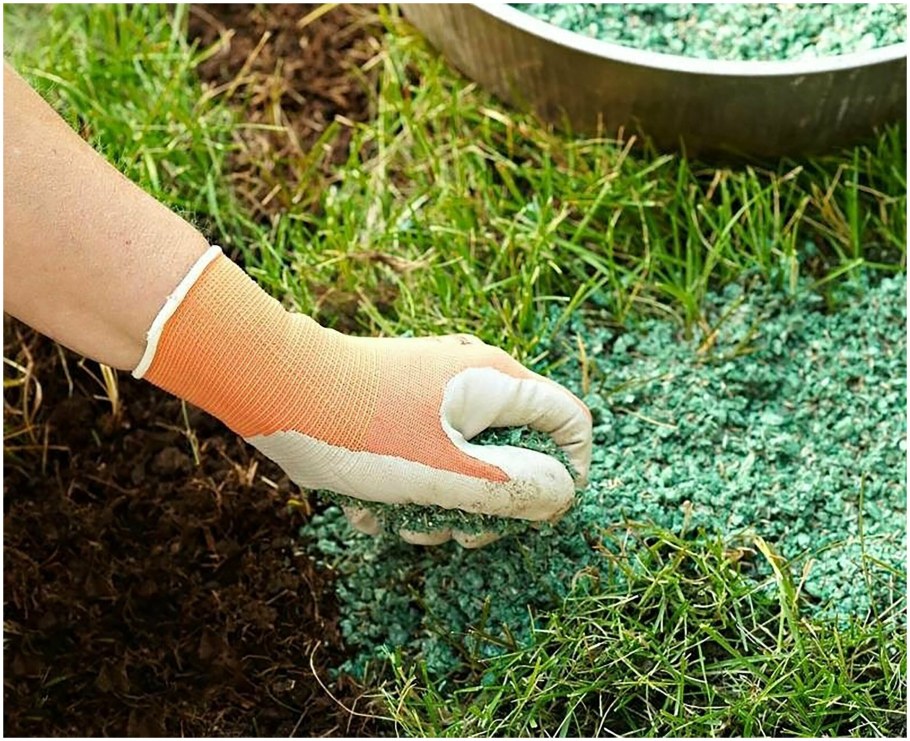 Газонная трава лилипут