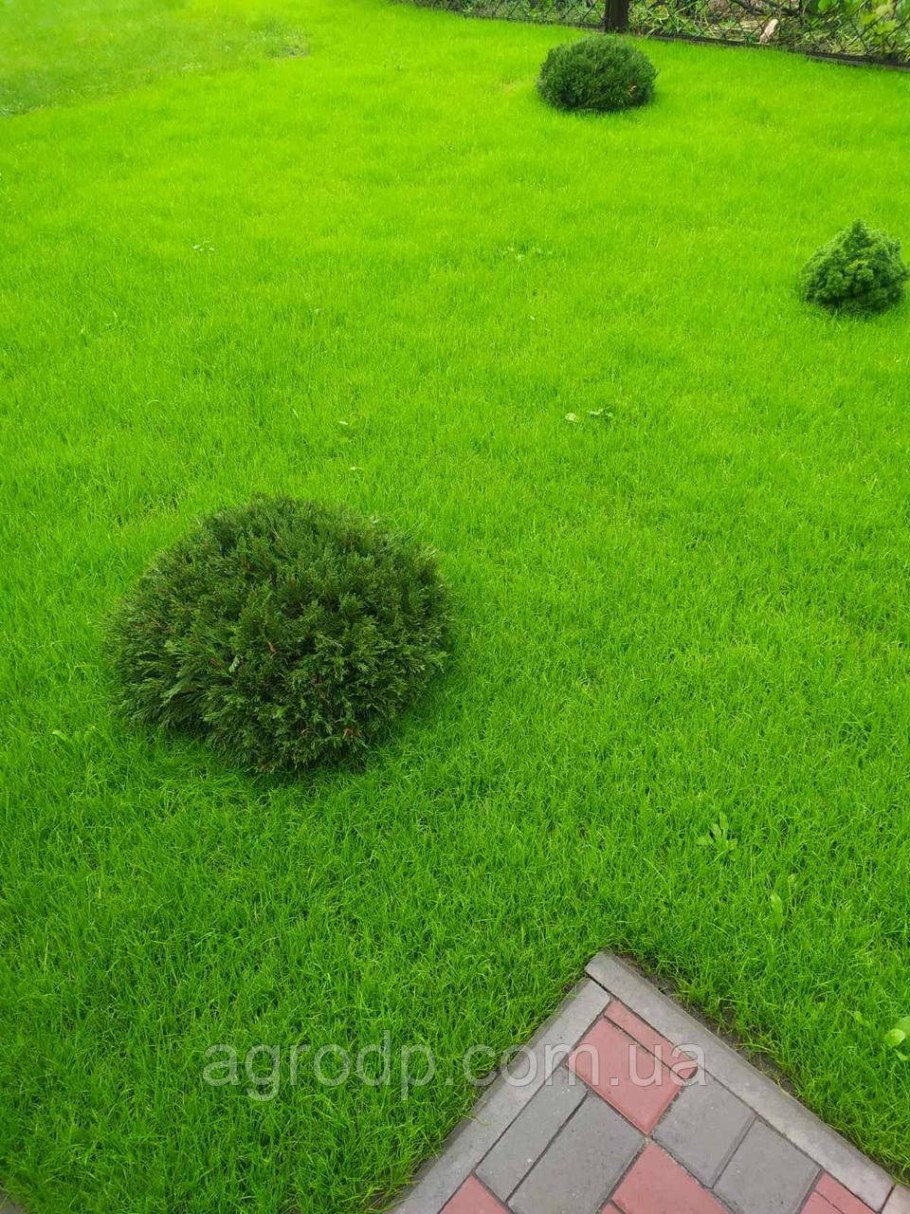 Газон мини Грасс