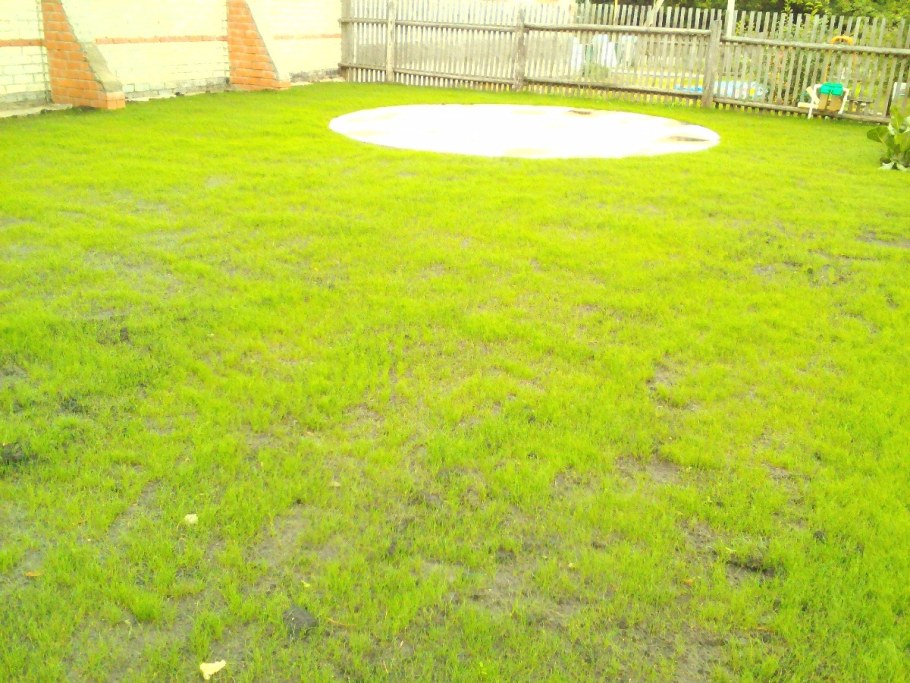 Семена лилипут газонных трав, медленнорастущие