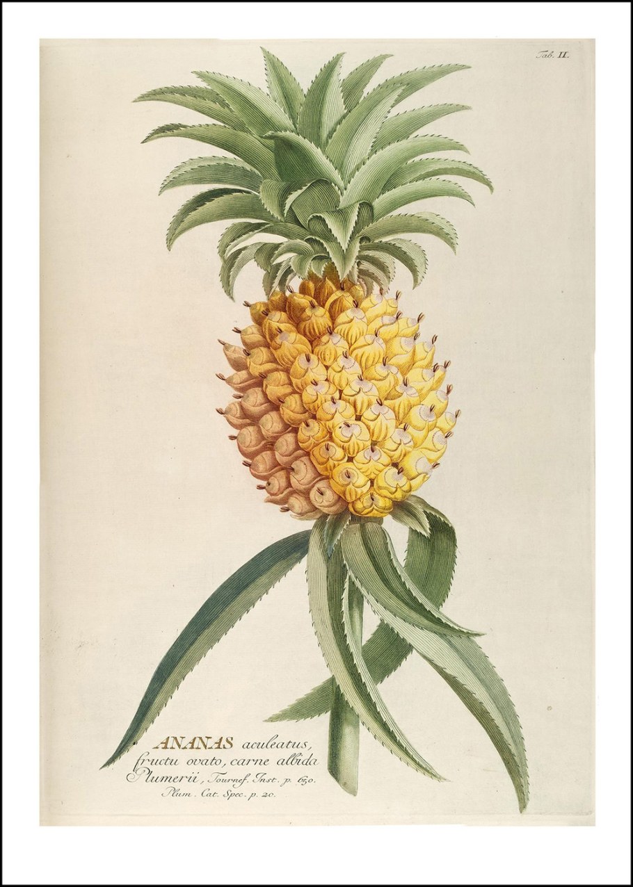 Ананасы Botanica