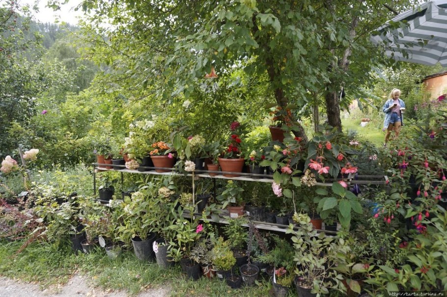 Сад пионов горный Алтай Чемал