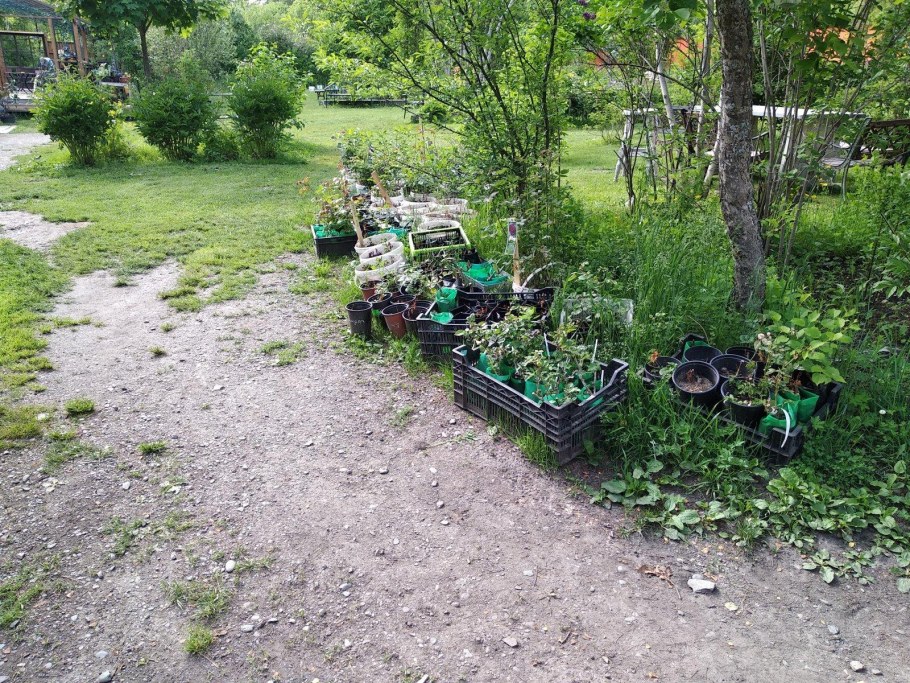 Цветочный бал Элекмонар