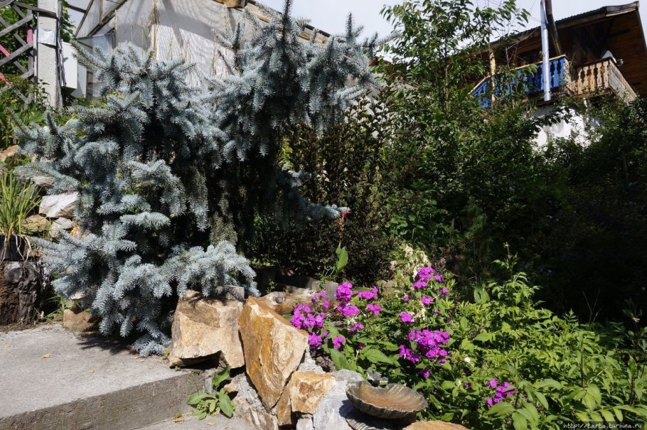 Сад пионов в Горном Алтае осенью фото