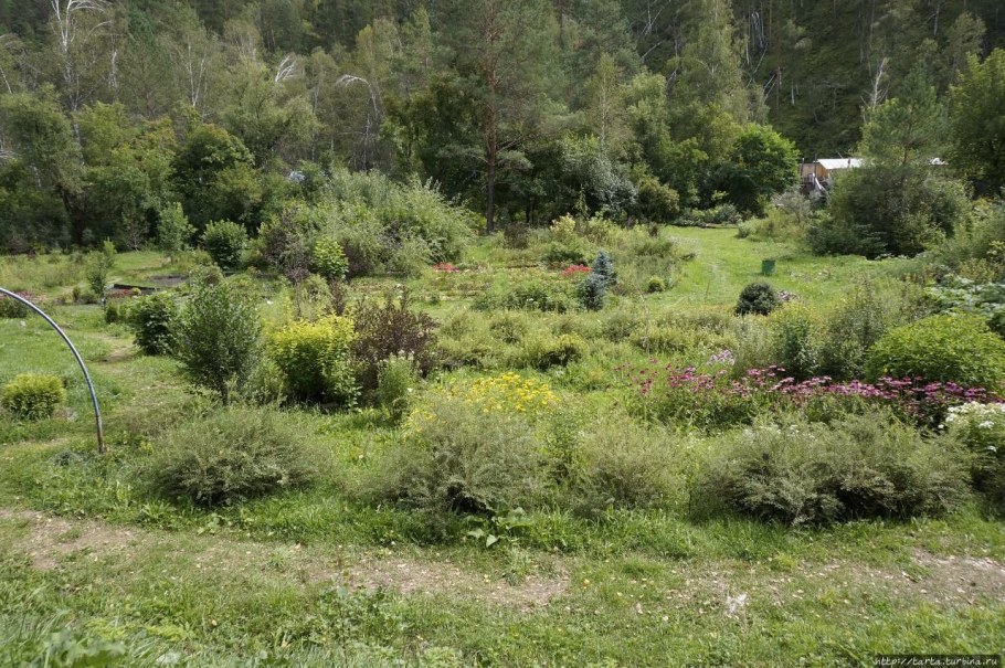 Сад пионов Калужская область