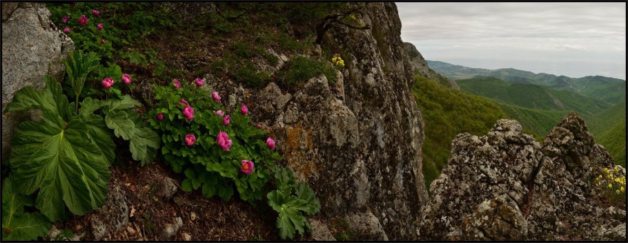 Горный пион база