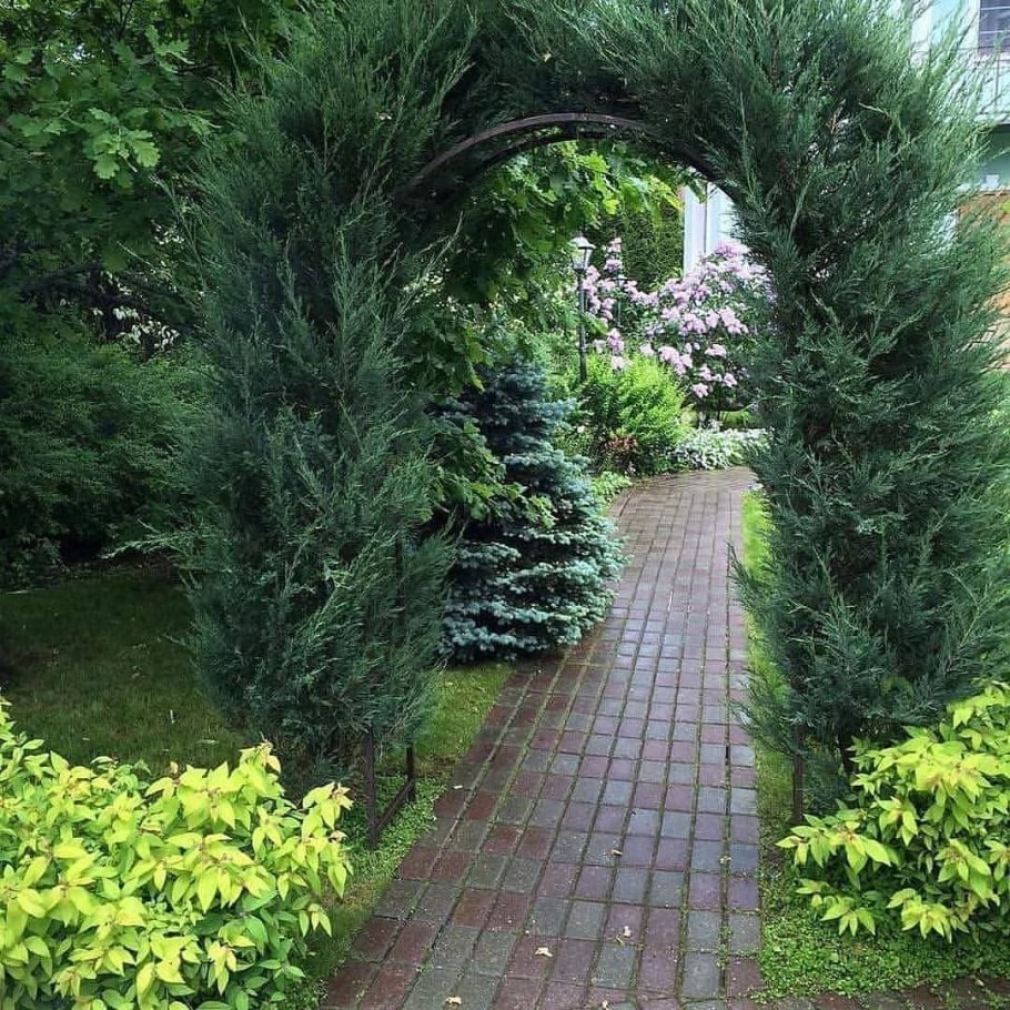 Арка из можжевельника скального Блю Эрроу