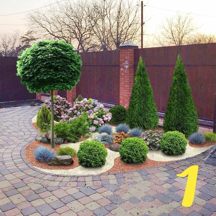 Туя Даника на штамбе