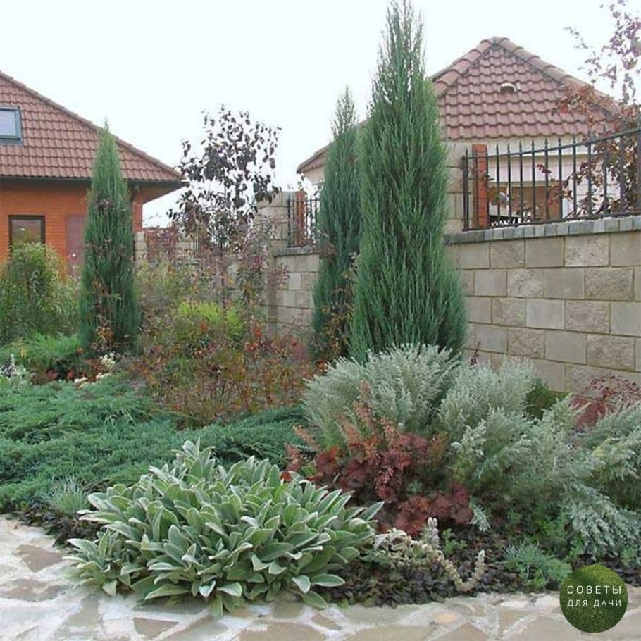 Можжевельник казацкий в миксбордере