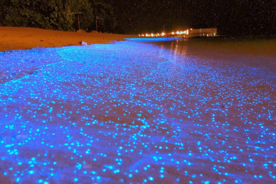 Светящийся океан биолюминесцентный фитопланктон