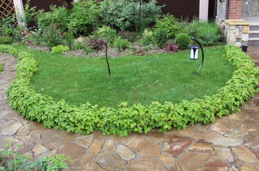 Бордюр из растений