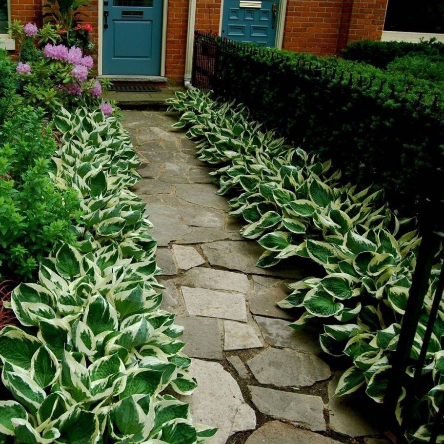 Хоста бордюрная