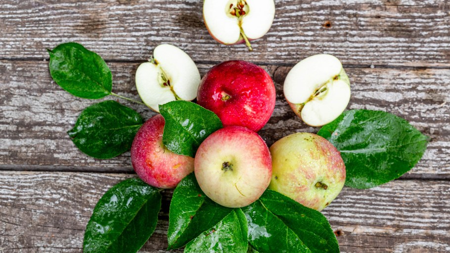 Лист яблока