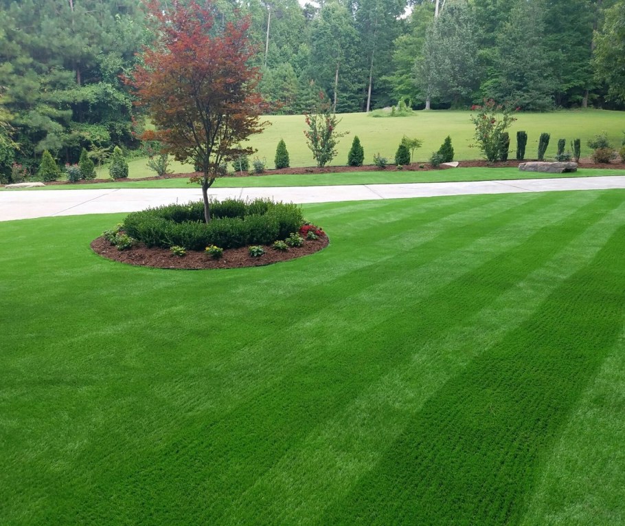 Партерный газон газон