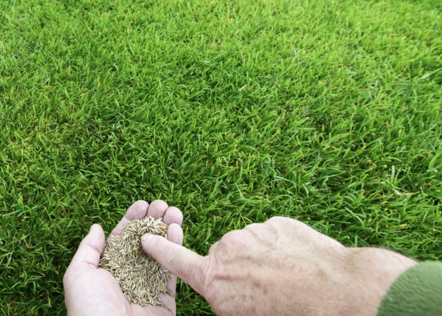 Травосмесь Канада Грин фон