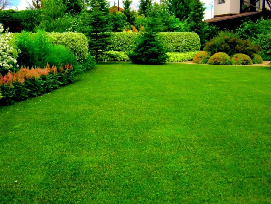 Трава газонная низкорослая