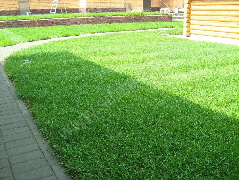 Рулонный газон мятлик