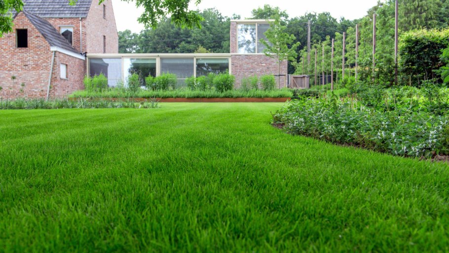 Партерный газон мятлик