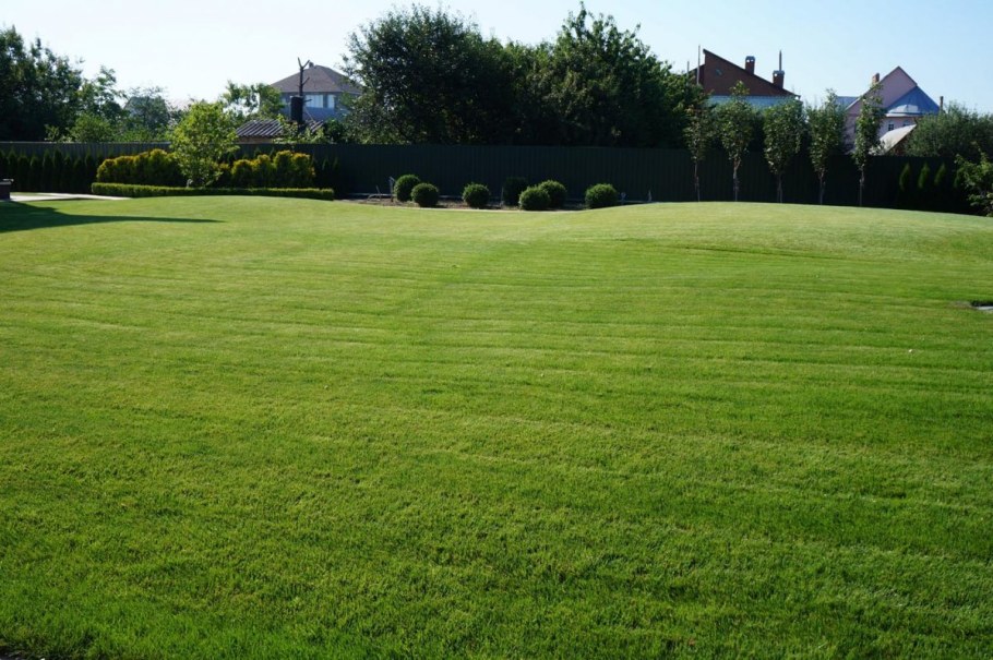 Газон лужайка