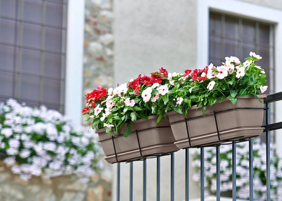 Цветы на балконе в ящиках