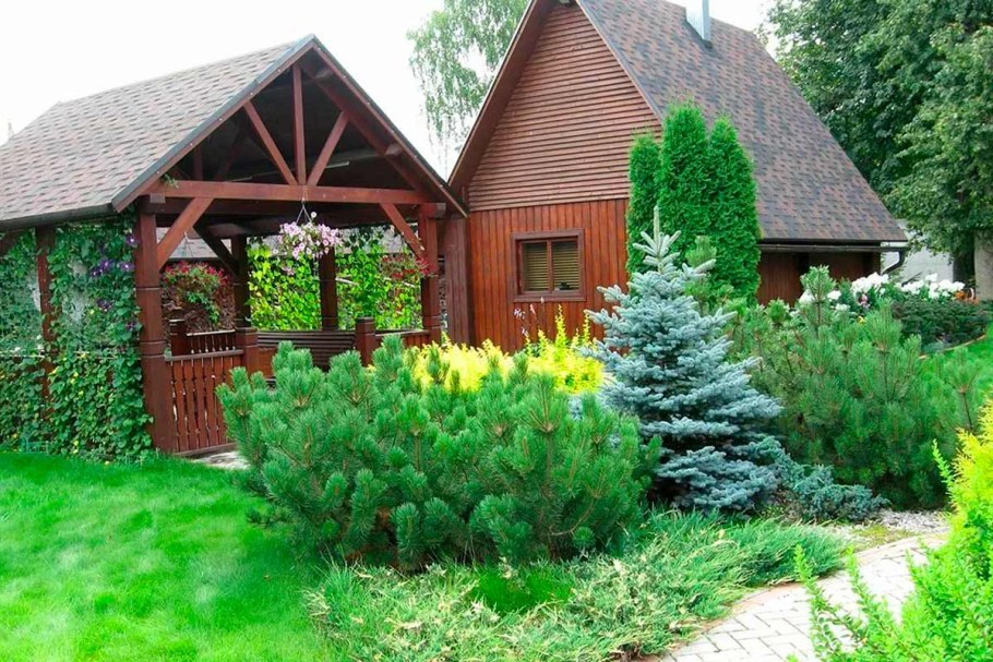 Хвойники в Лесном ландшафте