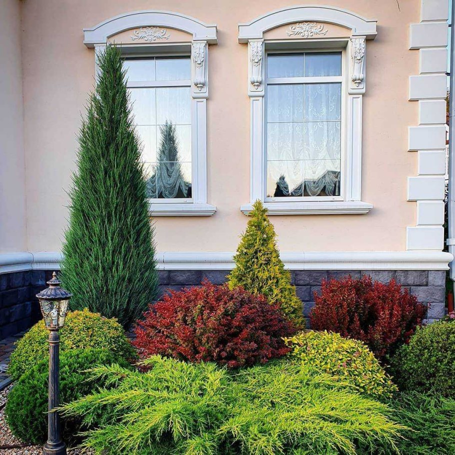 Туя Смарагд и Даника в ландшафте