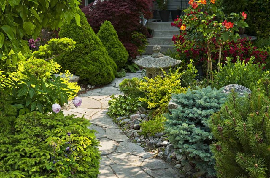 Розы с хвойниками в ландшафте