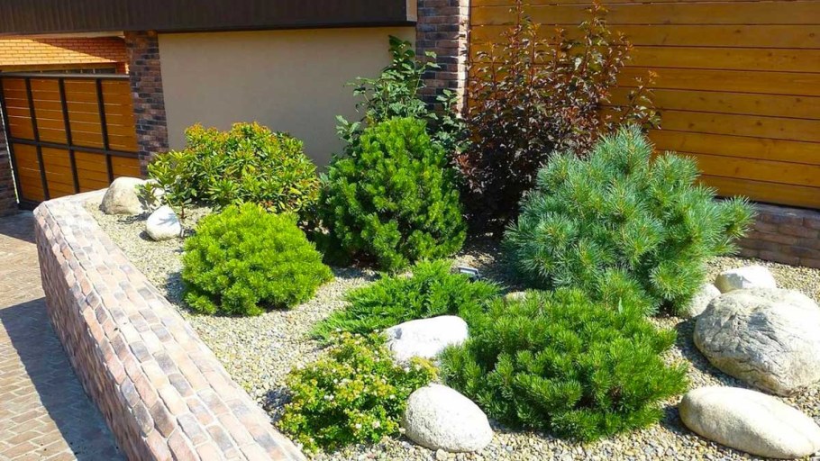 Сосна Пумилио Горная миксбордер