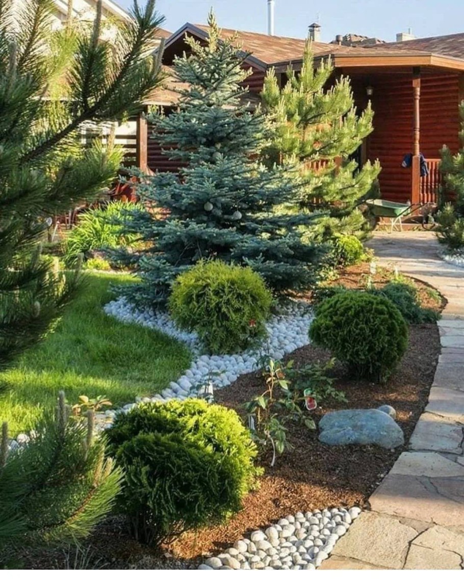 Пинарий хвойники