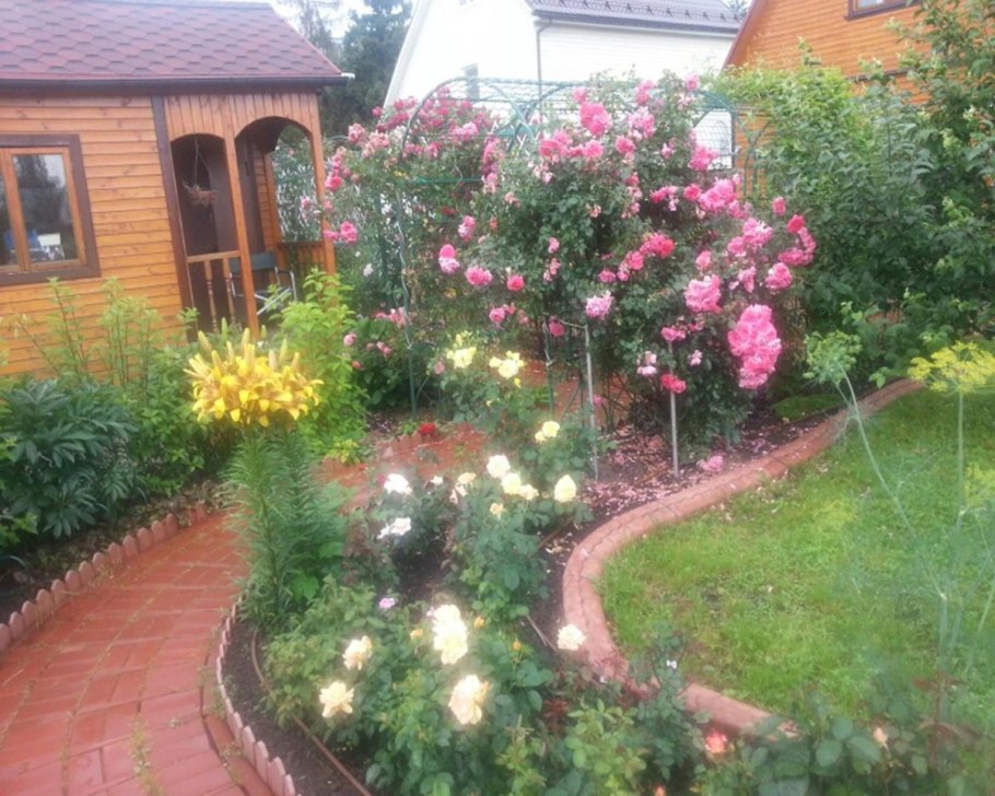 Розы на приусадебном участке