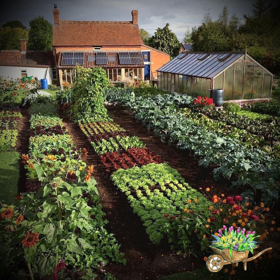 Огород на даче