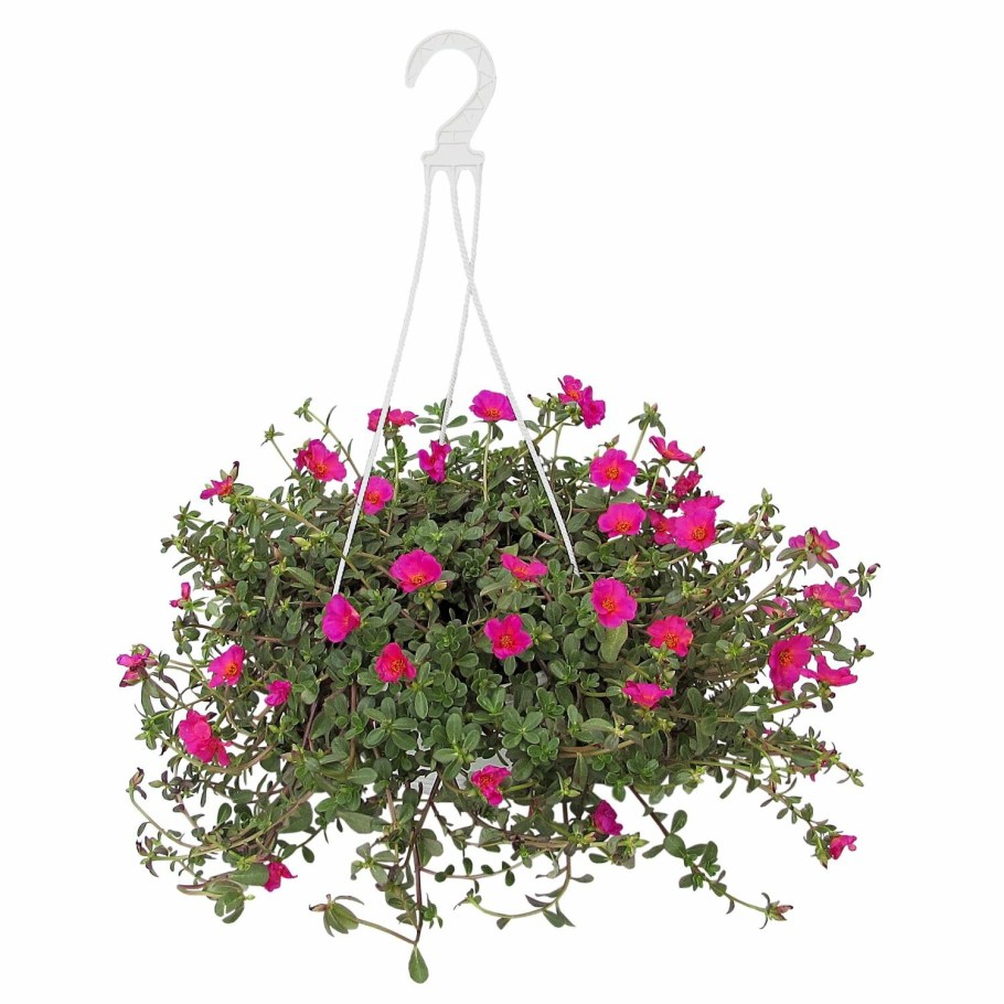 Портулак висячий