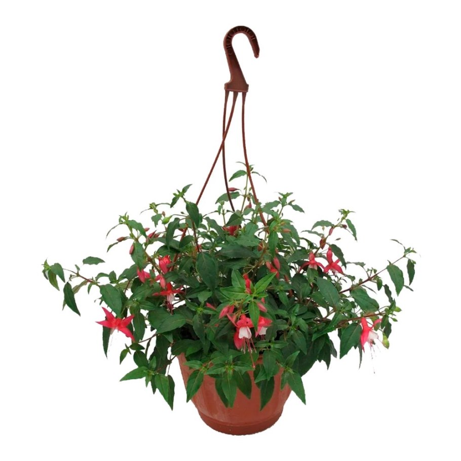 Фуксия ампельная