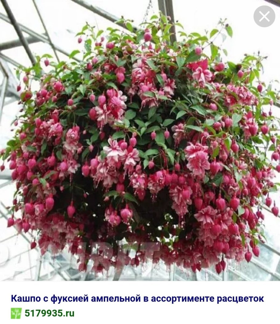Фуксия цветок ампельная