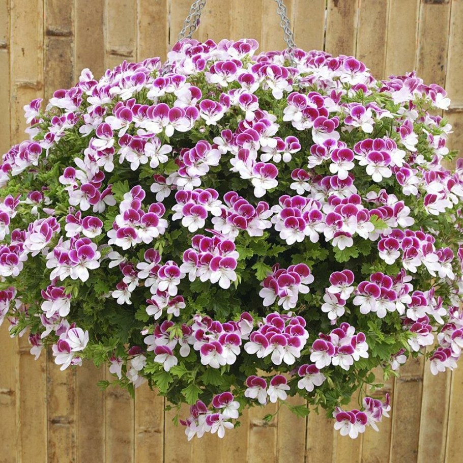 Пеларгония ампельная ангел