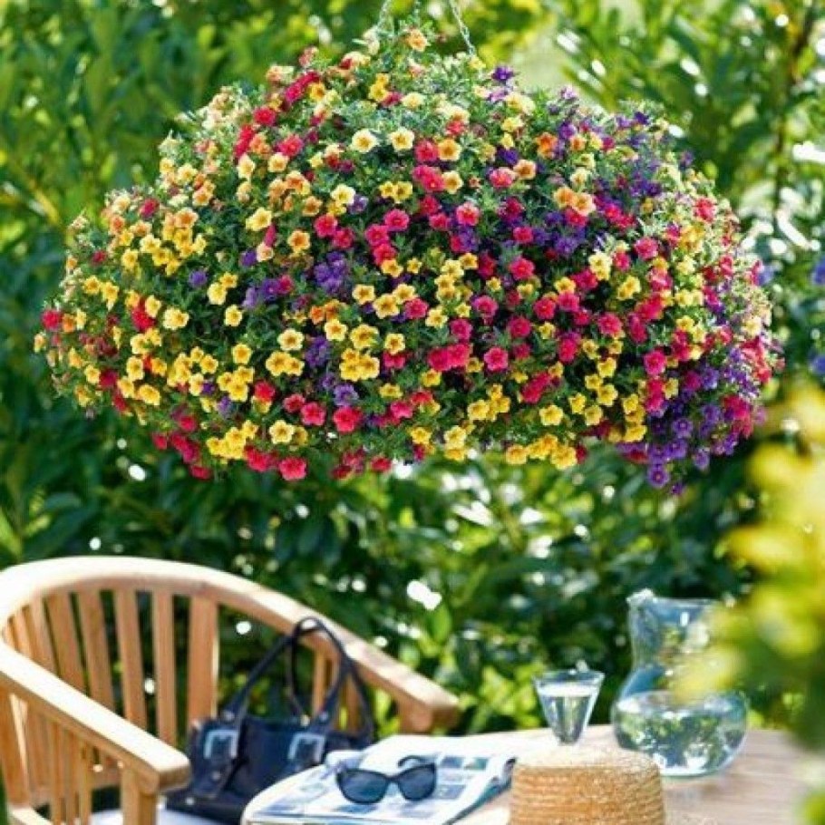 Ампельный цветок калибрахоа