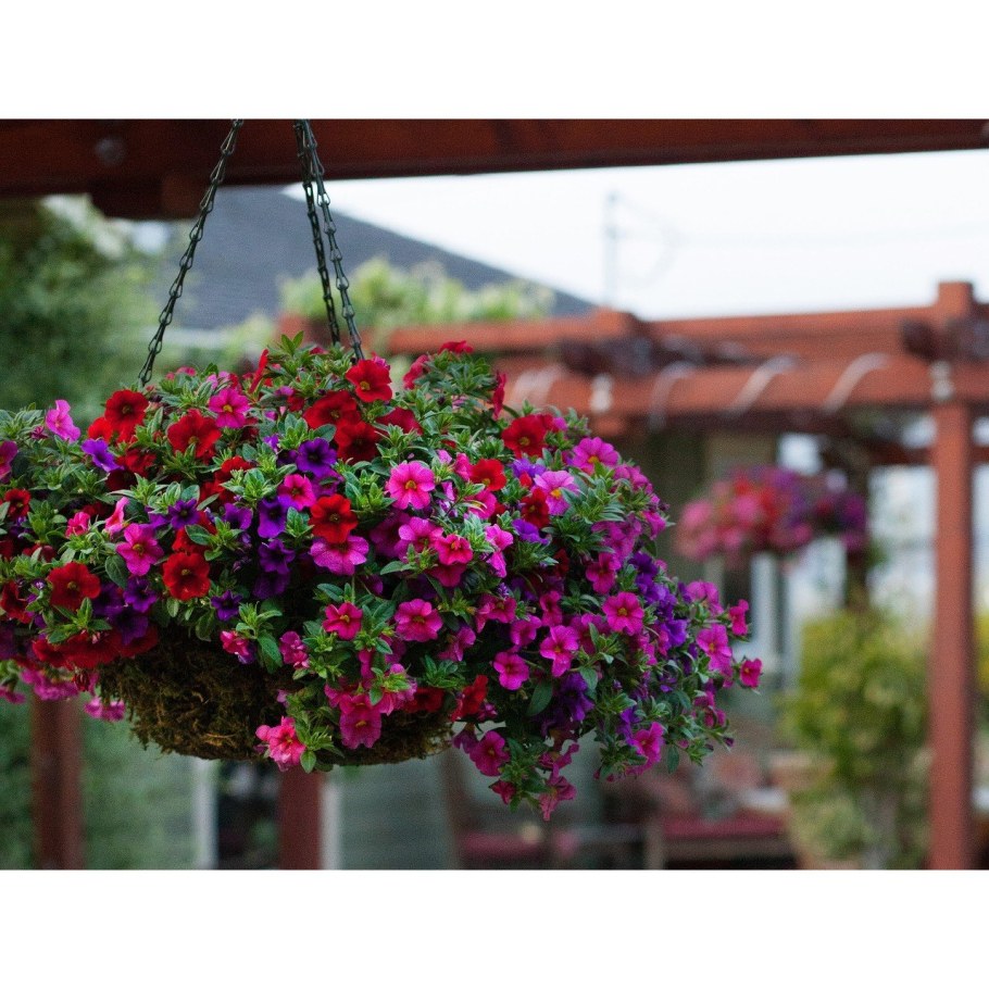 Калибрахоа в кашпо