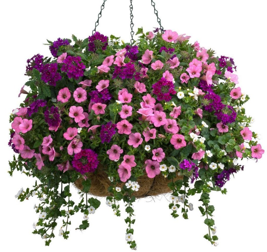 Петуния калибрахоа Бакопа