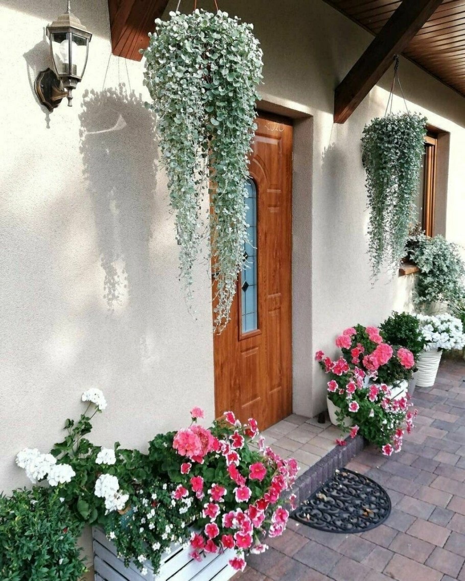 Дихондра ампельная серебристый водопад