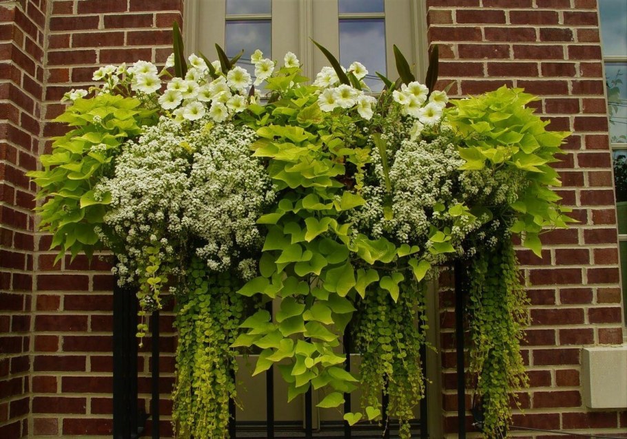 Дихондра ампельная ипомея батат