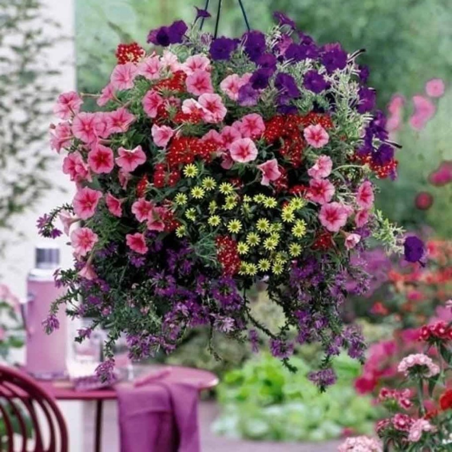 Вербена дихондра калибрахоа