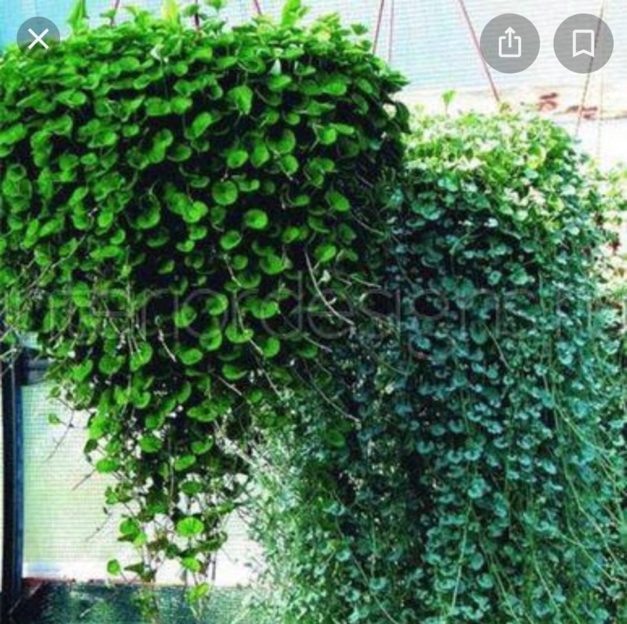 Цветы дихондра изумрудный водопад