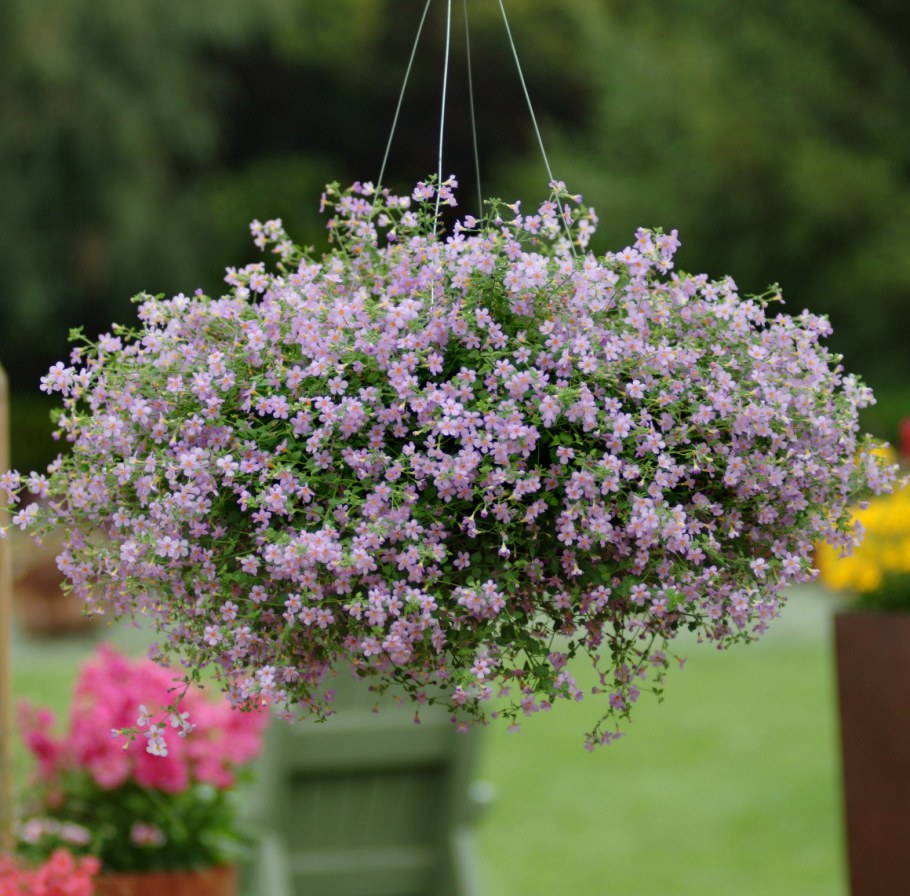 Бакопа ампельная Пинктопия