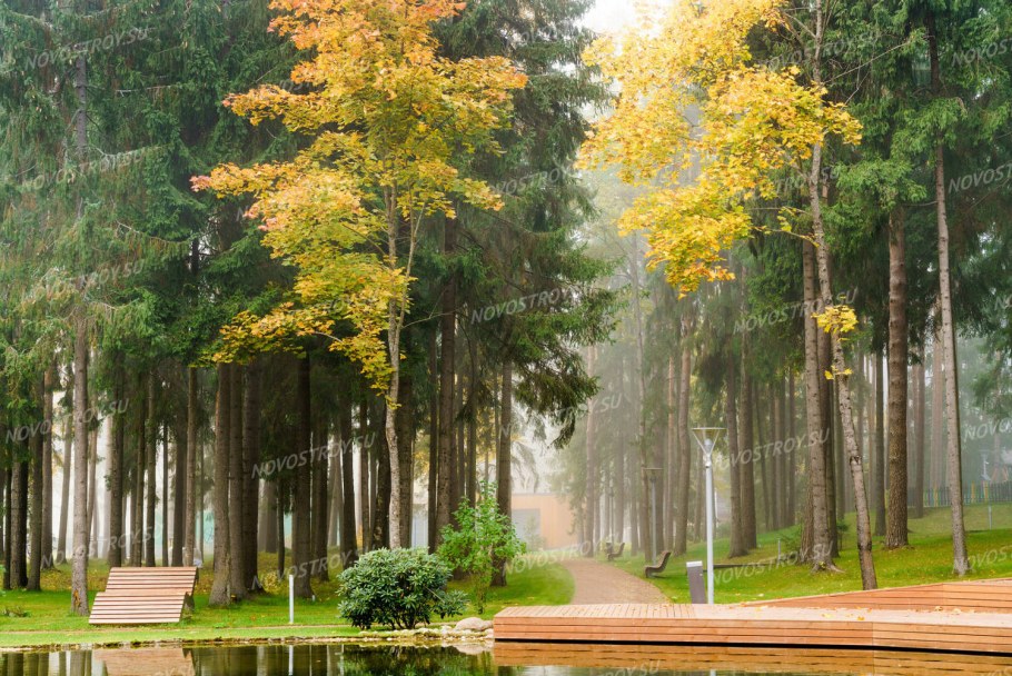 Янтарный лес