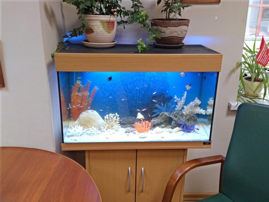 Аквариум в офисе