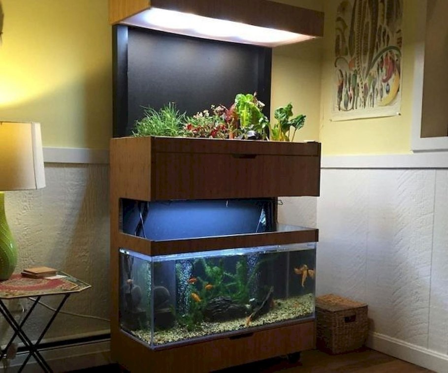 Монстера Аквапоника